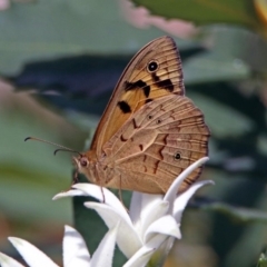 Heteronympha merope at Acton, ACT - 17 Dec 2018 10:31 AM