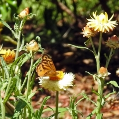 Heteronympha merope at Acton, ACT - 17 Dec 2018