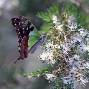 Graphium macleayanum at Acton, ACT - 17 Dec 2018