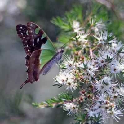 Graphium macleayanum (Macleay's Swallowtail) at Acton, ACT - 17 Dec 2018 by RodDeb