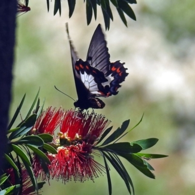 Papilio aegeus (Orchard Swallowtail, Large Citrus Butterfly) at Acton, ACT - 17 Dec 2018 by RodDeb