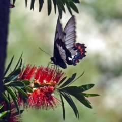 Papilio aegeus at Acton, ACT - 17 Dec 2018 12:52 PM