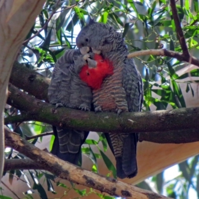 Callocephalon fimbriatum (Gang-gang Cockatoo) at Acton, ACT - 17 Dec 2018 by RodDeb