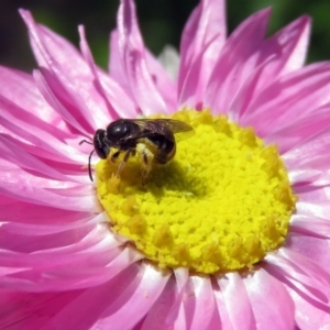 Lasioglossum (Chilalictus) sp. (genus & subgenus) at Acton, ACT - 17 Dec 2018 10:40 AM