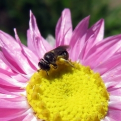 Lasioglossum (Chilalictus) sp. (genus & subgenus) at Acton, ACT - 17 Dec 2018 10:40 AM