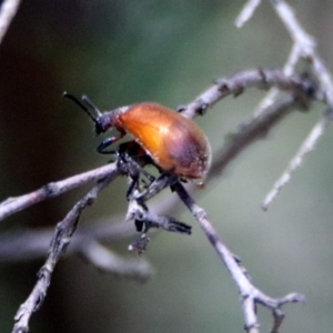 Ecnolagria grandis at Acton, ACT - 17 Dec 2018 11:38 AM