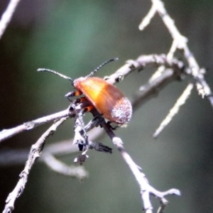 Ecnolagria grandis at Acton, ACT - 17 Dec 2018 11:38 AM