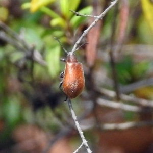 Ecnolagria grandis at Acton, ACT - 17 Dec 2018 11:38 AM