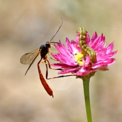 Heteropelma scaposum (Two-toned caterpillar parasite wasp) at Acton, ACT - 17 Dec 2018 by RodDeb