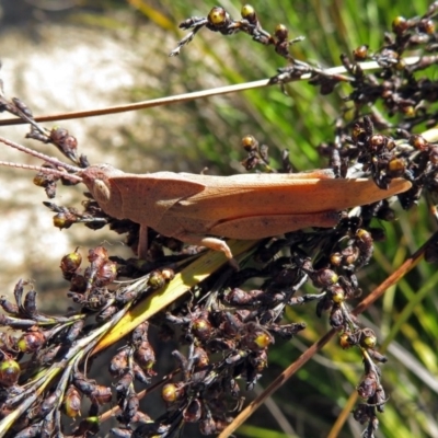 Goniaea carinata (Black kneed gumleaf grasshopper) at Acton, ACT - 16 Dec 2018 by RodDeb