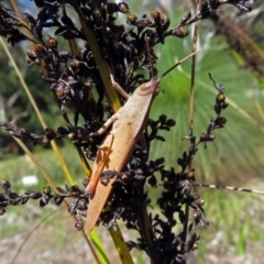 Goniaea carinata at Acton, ACT - 17 Dec 2018