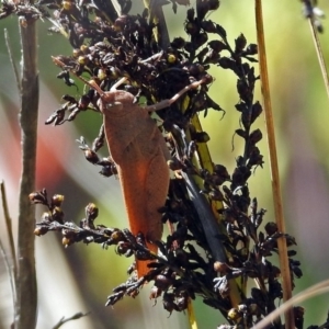 Goniaea carinata at Acton, ACT - 17 Dec 2018 10:02 AM