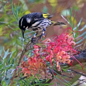 Phylidonyris novaehollandiae at Acton, ACT - 17 Dec 2018