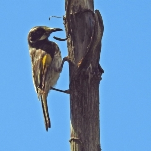 Phylidonyris novaehollandiae at Acton, ACT - 17 Dec 2018