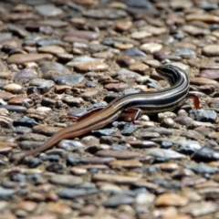 Ctenotus taeniolatus (Copper-tailed Skink) at ANBG - 16 Dec 2018 by RodDeb