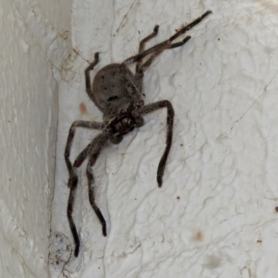 Isopeda sp. (genus) (Huntsman Spider) at ANBG - 16 Dec 2018 by RodDeb