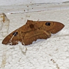 Dasypodia selenophora (Southern old lady moth) at ANBG - 17 Dec 2018 by RodDeb