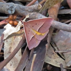 Epidesmia chilonaria at Acton, ACT - 17 Dec 2018 10:58 AM