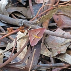 Epidesmia chilonaria at Acton, ACT - 17 Dec 2018