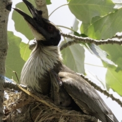 Philemon corniculatus (Noisy Friarbird) at Curtin, ACT - 8 Dec 2018 by JonSteinbeck