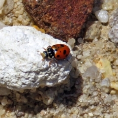 Hippodamia variegata (Spotted Amber Ladybird) at Acton, ACT - 16 Dec 2018 by RodDeb