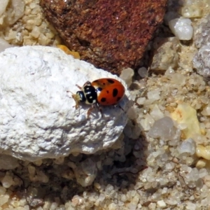 Hippodamia variegata at Acton, ACT - 17 Dec 2018