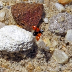 Hippodamia variegata at Acton, ACT - 17 Dec 2018 10:42 AM