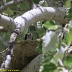 Grallina cyanoleuca (Magpie-lark) at Curtin, ACT - 8 Dec 2018 by JonSteinbeck