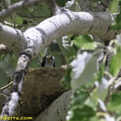 Grallina cyanoleuca (Magpie-lark) at Curtin, ACT - 8 Dec 2018 by JonSteinbeck