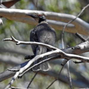 Philemon corniculatus at Greenway, ACT - 18 Dec 2018