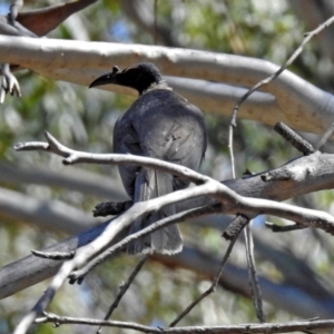 Philemon corniculatus at Greenway, ACT - 18 Dec 2018