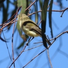 Smicrornis brevirostris (Weebill) at Macarthur, ACT - 18 Dec 2018 by RodDeb