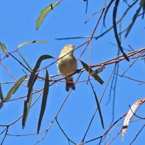 Smicrornis brevirostris at Macarthur, ACT - 18 Dec 2018 10:13 AM