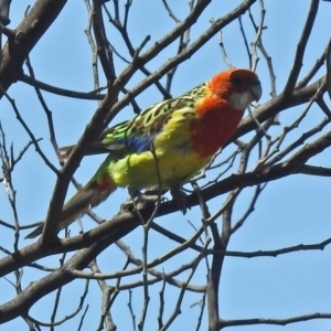 Platycercus eximius at Greenway, ACT - 18 Dec 2018 10:27 AM