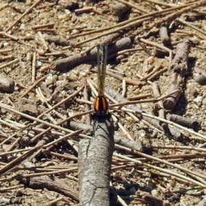 Nososticta solida at Greenway, ACT - 18 Dec 2018 10:55 AM