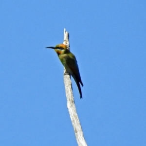 Merops ornatus at Greenway, ACT - 18 Dec 2018