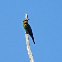 Merops ornatus at Greenway, ACT - 18 Dec 2018