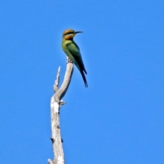 Merops ornatus at Greenway, ACT - 18 Dec 2018