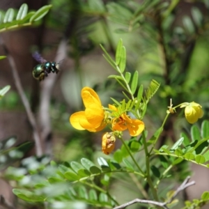 Xylocopa (Lestis) aerata at Hackett, ACT - 18 Dec 2018 12:43 PM