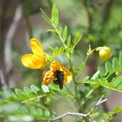 Xylocopa (Lestis) aerata at Hackett, ACT - 18 Dec 2018 12:43 PM