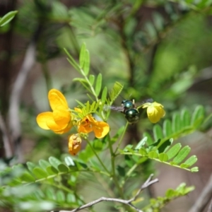 Xylocopa (Lestis) aerata at Hackett, ACT - 18 Dec 2018 12:43 PM