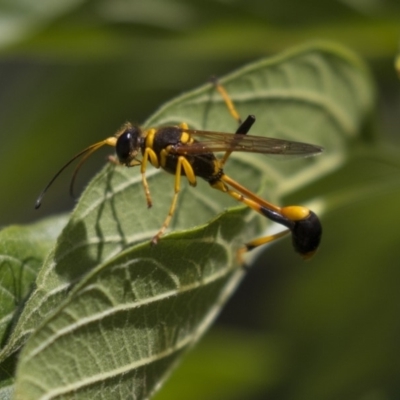 Sceliphron laetum (Common mud dauber wasp) at Higgins, ACT - 18 Dec 2018 by AlisonMilton