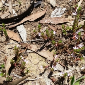 Lythrum hyssopifolia at Hackett, ACT - 18 Dec 2018