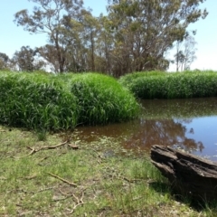 Bolboschoenus fluviatilis at Hackett, ACT - 18 Dec 2018