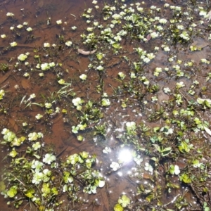 Marsilea mutica at Hackett, ACT - suppressed