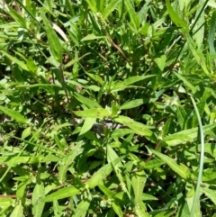 Persicaria prostrata (Creeping Knotweed) at Hackett, ACT - 22 Dec 2018 by waltraud