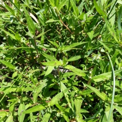 Persicaria prostrata (Creeping Knotweed) at Hackett, ACT - 22 Dec 2018 by waltraud