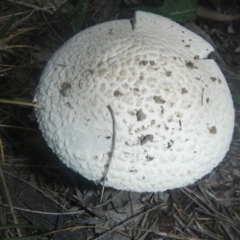 zz agaric (stem; gills white/cream) at Higgins, ACT - 18 Dec 2018 by Alison Milton