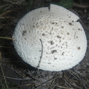 zz agaric (stem; gills white/cream) at Higgins, ACT - 18 Dec 2018