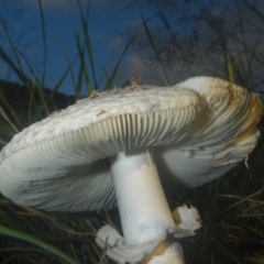 zz agaric (stem; gills white/cream) at Higgins, ACT - 18 Dec 2018